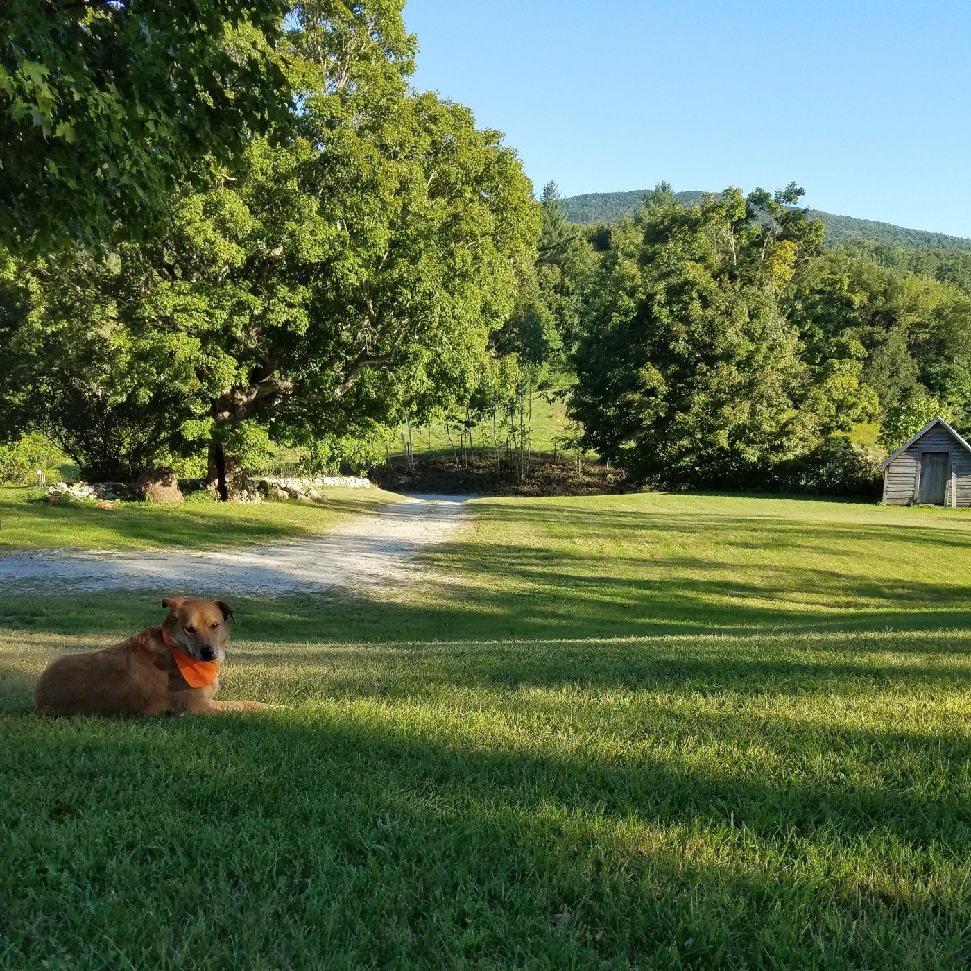 Better Beauty Vermont Dog relaxing on lawn