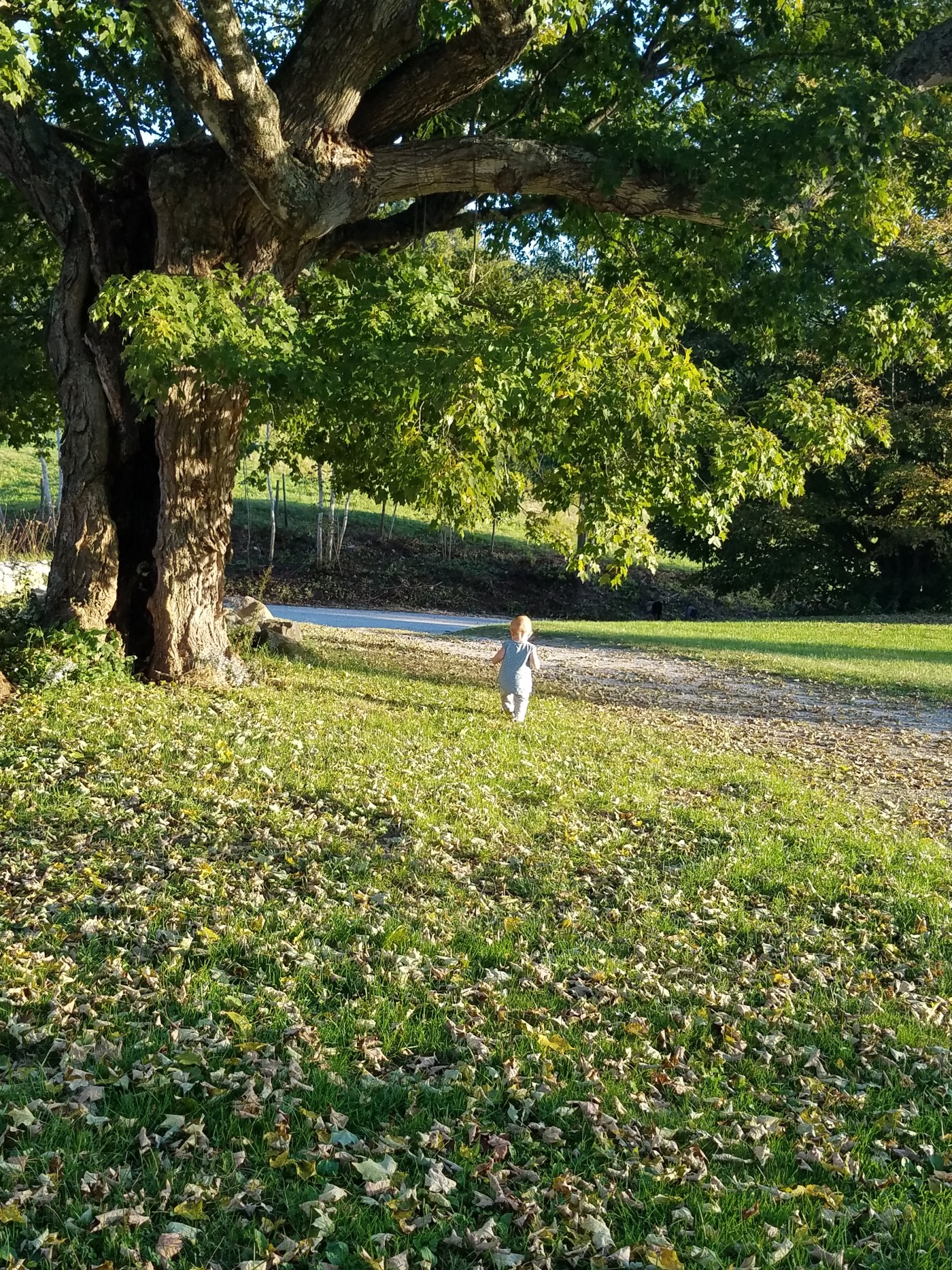 Better Beauty Vermont Toddler under Tree