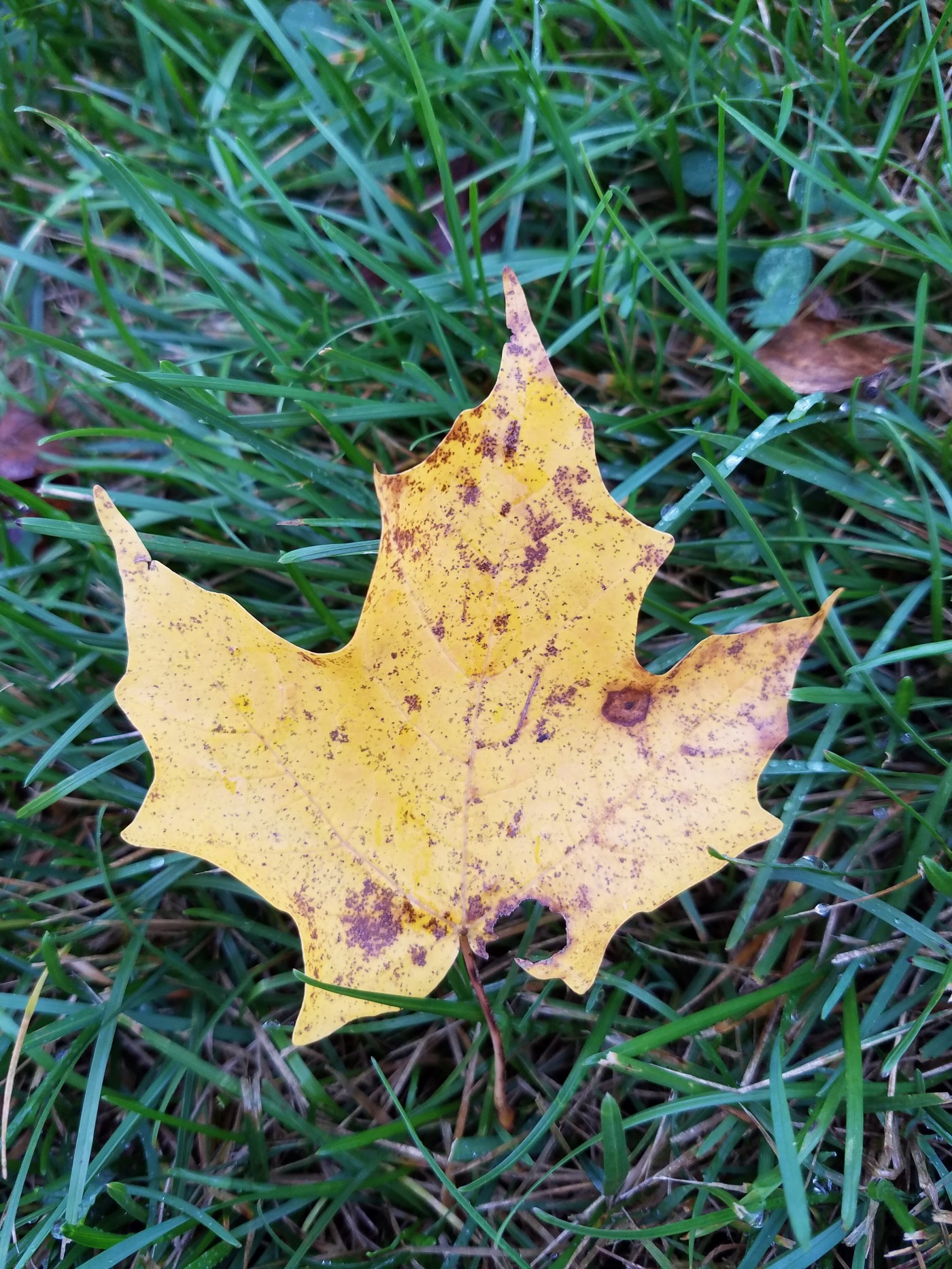 Better Beauty Vermont Leaf on Green grass