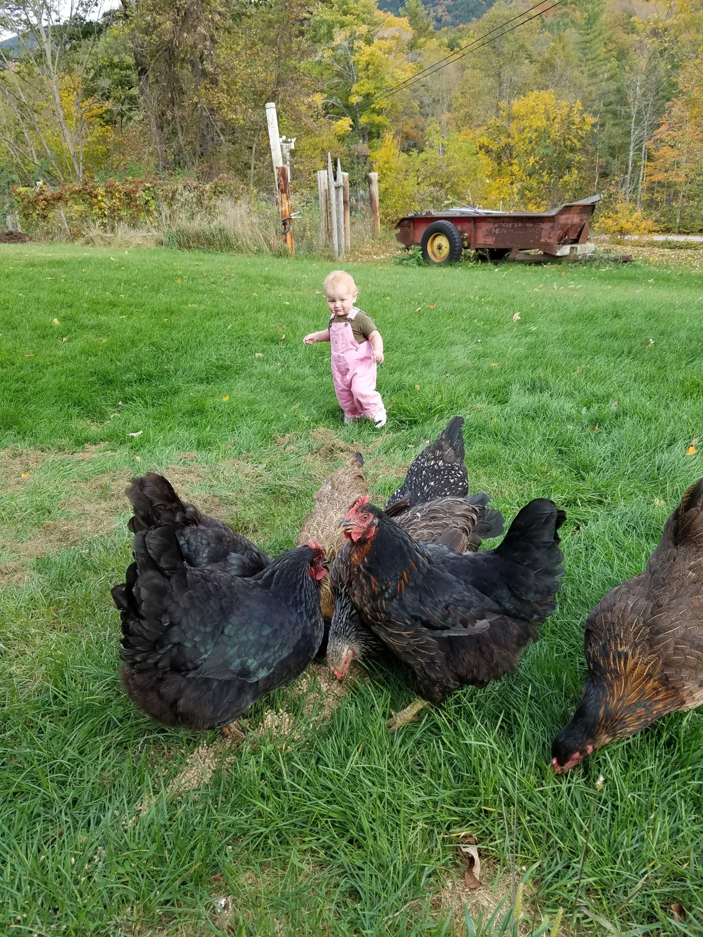 Better Beauty Vermont Chickens
