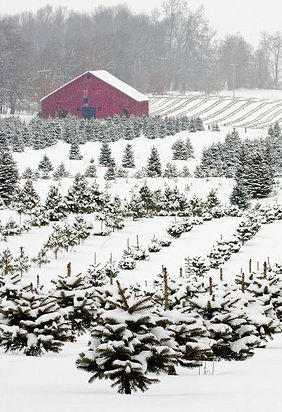 Better Beauty Vermont Tree farm