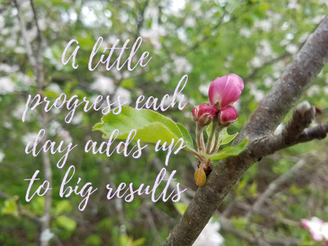 Better Beauty Vermont Apple Blossom A little progress each day adds up to big results