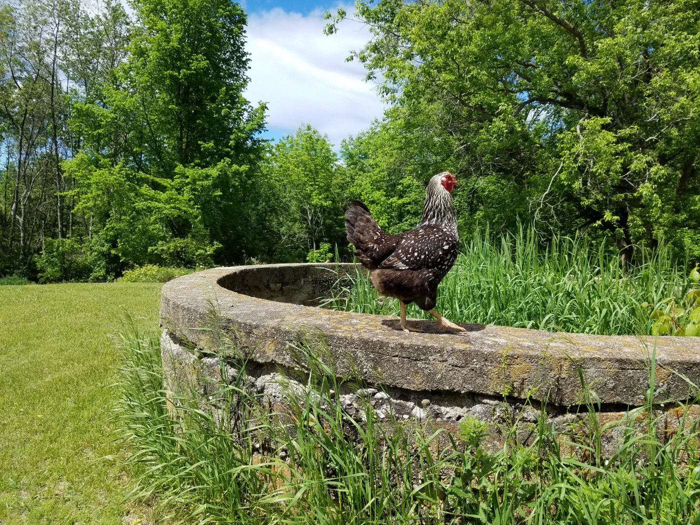 Better Beauty Vermont Chicken on silo wall