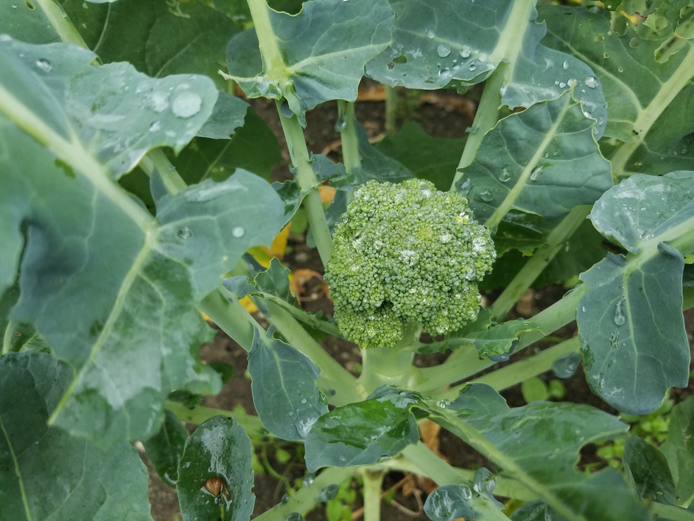 Better Beauty Vermont Broccoli