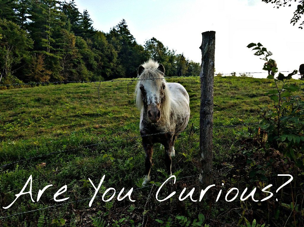 Better Beauty Vermont- are you curious ?