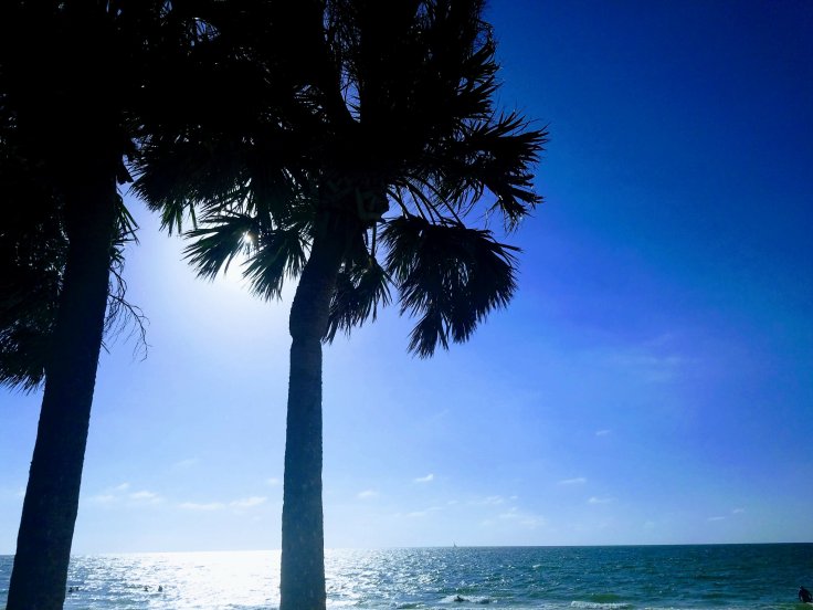 Better Beauty Vermont palm tree